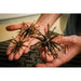 Angler holding 6th Sense The Abstract soft baits