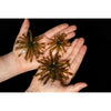 6th Sense The Abstract soft baits in multiple sizes