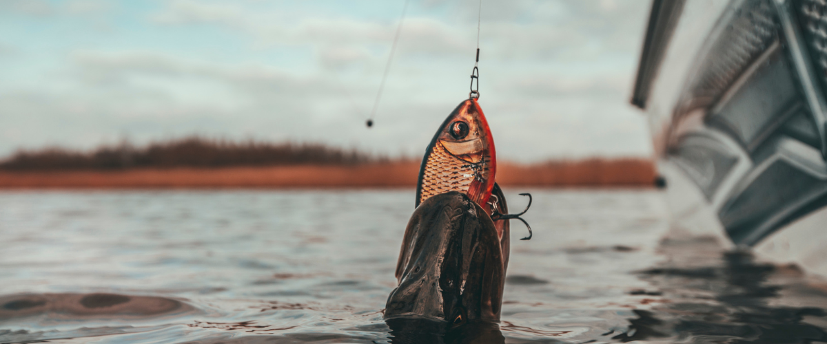 Westin Swim in Pikes mouth while netting