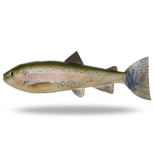 Pulz Bait Trout Skinz Rainbow Trout