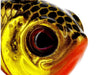 Westin Dropbite Tungsten Spin Tail Jig Face