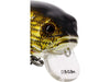 Westin FatBite Crankbait Close Up