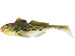 Westin Gunnar the Goby Black Mouth colour, 6.5 cm
