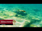 Westin RingCraw Curltail product video