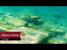 Westin RingCraw Curltail product video