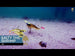 Westin Salty the Shrimp R'N R product video