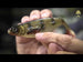Westin ShadTeez product video