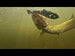 Roach Starter Kit – Pulz Bait setup and how-to video