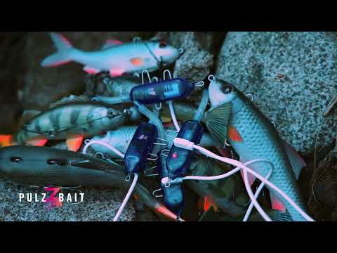 Roach Starter Kit – Pulz Bait charging video