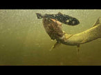Perch Starter Kit – Pulz Bait setup and how-to video
