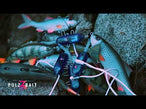 Engines – Pulz Bait charging video