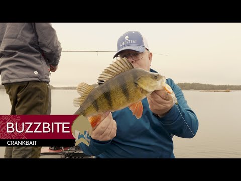 Westin BuzzBite Crankbait product video