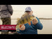 Westin BuzzBite Crankbait product video